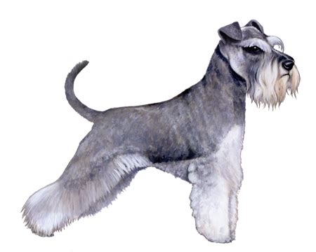 Miniature Schnauzer Facts - Wisdom Panel™ Dog Breeds