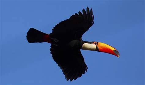 Toucan in flight | South America Travel Centre