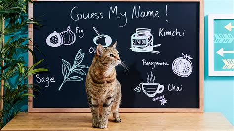 The Best Food Names for Pets | BeChewy