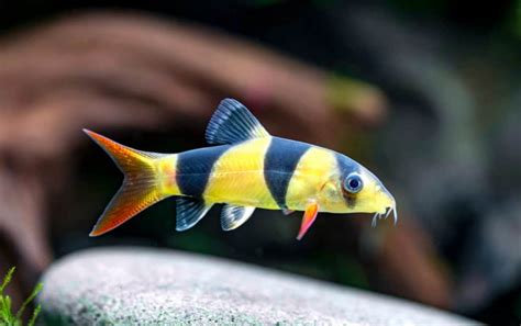 Clown Loach (Chromobotia Macracanthus): Ultimate Care Guide - Fish ...