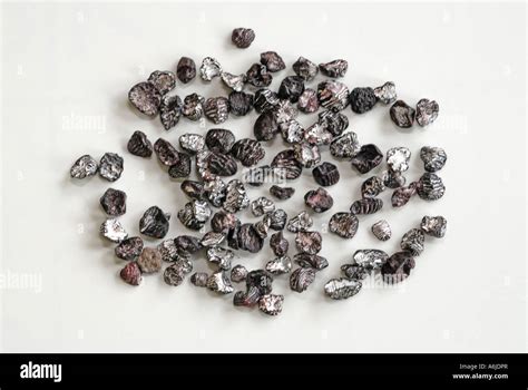 Cochineal insects (Dactylopius coccus), dried females for colour ...