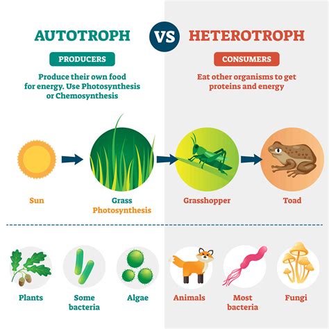 Which Process Occurs Only in Autotrophic Organisms