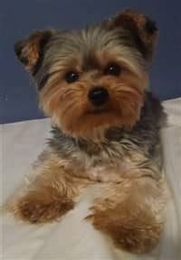 Different Yorkie Haircut Styles | Yorkshire Terrier Information