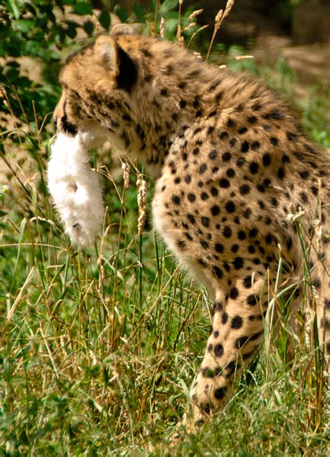 Hunting leopard on african safari in kenya free image download