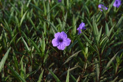 Keberadaan Ruellia simplex (Acanthaceae) Ternaturalisasi di Pulau Jawa ...