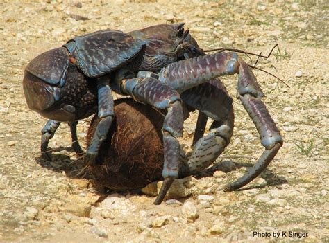 Australian Coconut Crab Edible - Marcus Reid