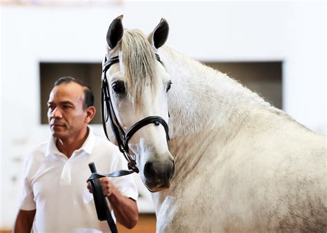 Iberian Horses Win National Titles at IALHA National Championship Horse ...