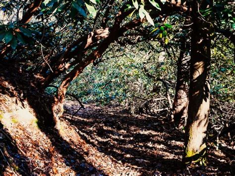 Trails at South Mountains State Park, NC - Exploration Solo