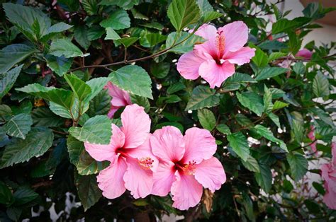 Gumamela Flower: How to Care for & Grow Tropical Hibiscus