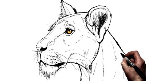 How To Draw A Lioness (Side View) | Step By Step - YouTube