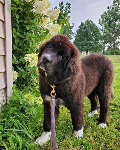 27 Beautiful Great Pyrenees Mixes (With Pictures) - Bubbly Pet