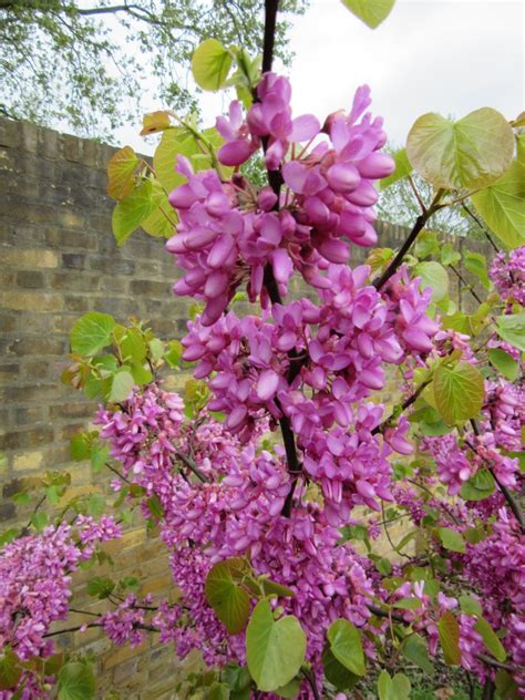 Judas tree | Plant-Lore