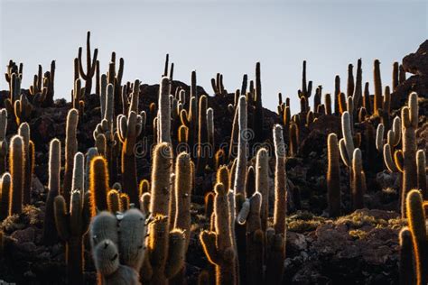 Photo of Cactus Island Bolivia Salar De Uyuni Salt Flats Stock Image ...