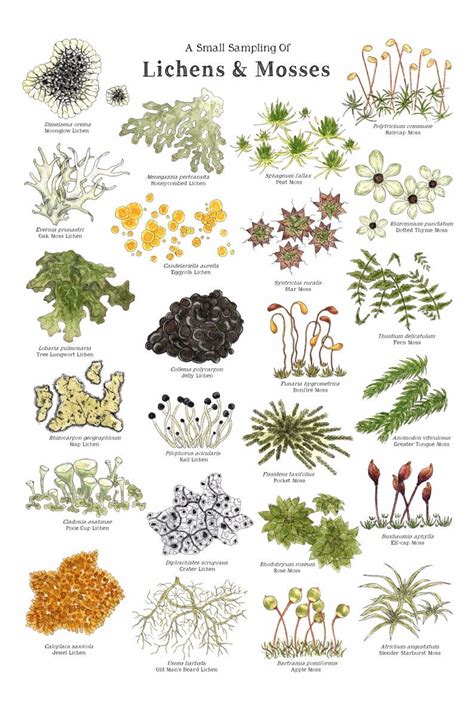 Lichens & Mosses 12 X 18 Poster Forest, Woodlands, Nature Study ...