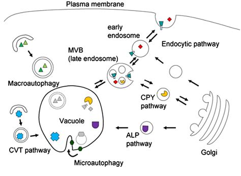 Figure 2 from The yeast lysosome-like vacuole: endpoint and crossroads ...