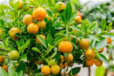 Calamondin: origin, cultivation & winter care - Plantura