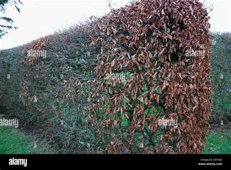 Hornbeam hedge in winter Stock Photo: 47244363 - Alamy