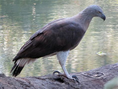 Gray-headed Fish-Eagle - eBird