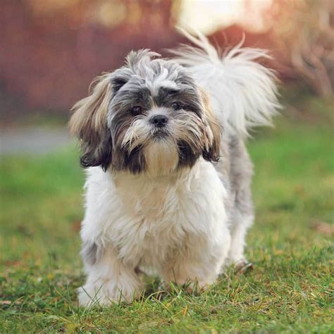 Shih Tzu Dog | Origin, Health, Temperaments & Best Grooming