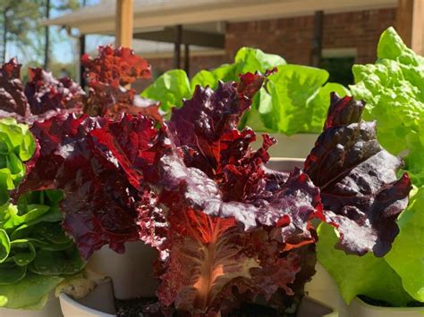 How to Grow Lettuce: Beginner's Starter Guide | The Beginner's Garden