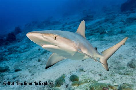 Galapagos sharks – OUT THE DOOR TO EXPLORE