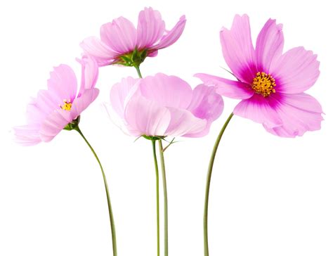 Colorful Flowers PNG Transparent Image | PNG Mart | Flower png images ...