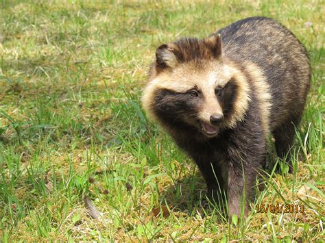 Tanuki is a Japanese (raccoon dog) and I want one! | Raccoon dog ...