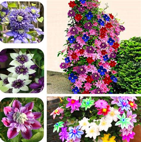 Clematis Varieties, Clematis Plants, Clematis Flower, Clematis Vine ...