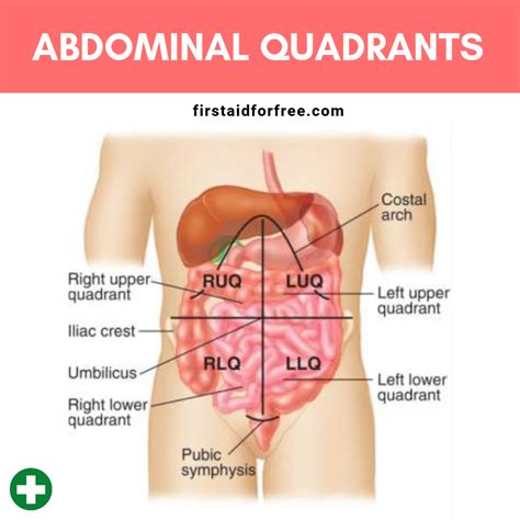 Abdominopelvic Quadrants Organs