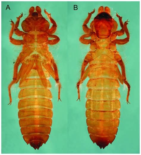 Gomphidae Larvae