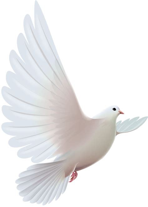 Dove clipart funeral, Dove funeral Transparent FREE for download on ...