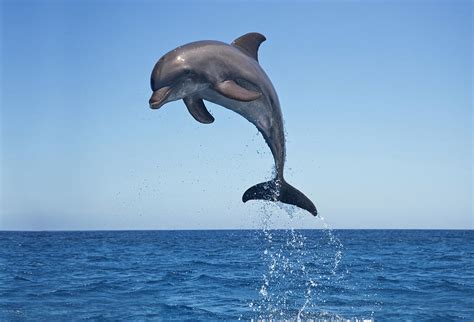 Bottle Nosed Dolphin Jumping #1 by Mike Hill