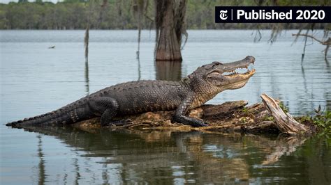 At the Bottom of the Sea, They Wait to Feast on Alligators - The New ...