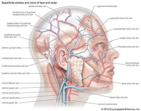 History of the study of anatomy | Britannica