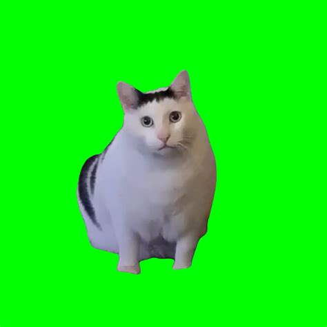 Huh? Cat meme (Green Screen) – CreatorSet