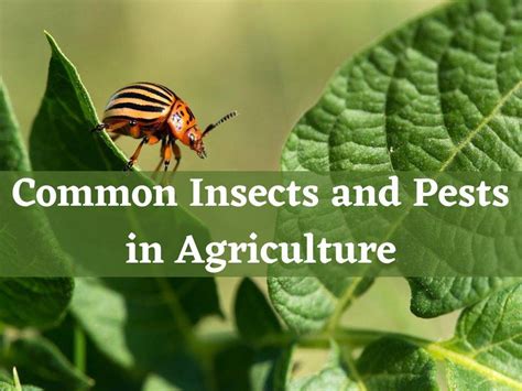 Common Insects and Pests in Agriculture