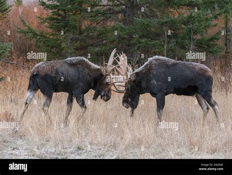 Moose locking antlers hi-res stock photography and images - Alamy