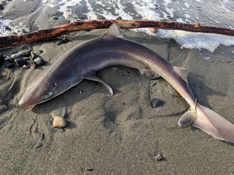 Is A Dogfish A Sand Shark