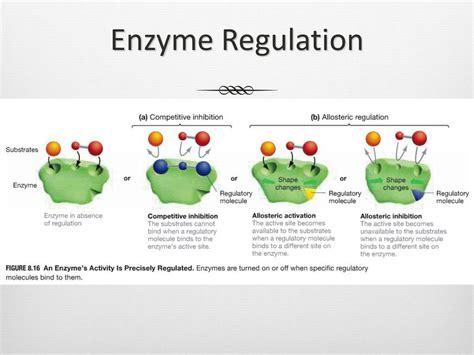 Exercise 4: Enzymes. - ppt download