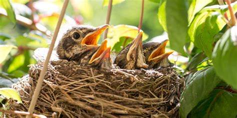 7 Ways To Adapt Your Garden For Nesting Birds Season