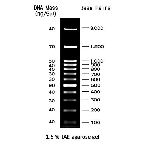 FastGene 100 bp DNA Marker - NIPPON Genetics EUROPE