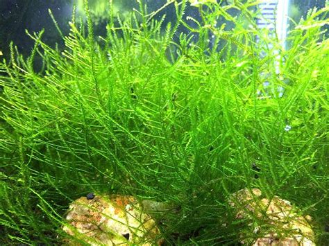 Aquatic Arts Java Moss - Live Aquarium Plant | Live aquarium plants ...