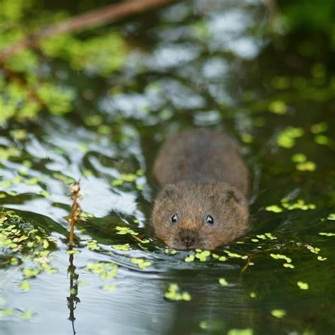 European Water Vole - Facts, Diet, Habitat & Pictures on Animalia.bio