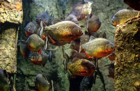 Piranha - Description, Habitat, Image, Diet, and Interesting Facts