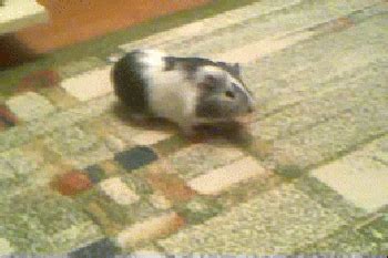 Guinea Pig GIF - Find & Share on GIPHY