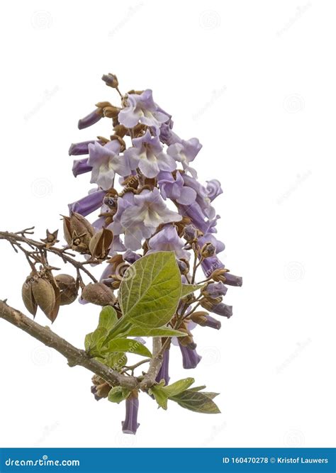 Empress Tree Flowers, Leafs and Fruits, Isolated on White Stock Photo ...