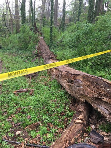 Dearborn Park trail tree down – Friends of Dearborn Park