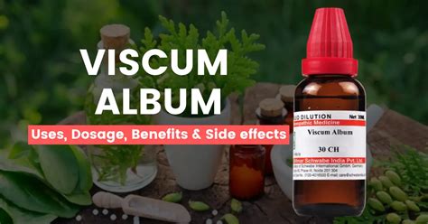 Viscum Album 30, 200, Q, 1M - Uses, Benefits & Side Effects