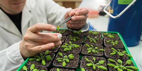 Plant Science | University of Basel