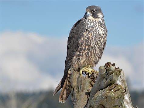 Peregrine Falcon | Celebrate Urban Birds